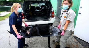 Медицинская помощь для шимпанзе (20 фото)