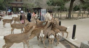 Японский город Нара, по которому гуляют сотни оленей (14 фото)