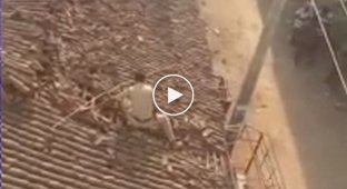 В Индии полицейский прыгнул с крыши, чтобы спастись от леопарда