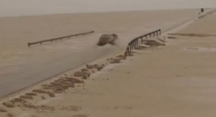 Наводнение в пустыне (7 фото + 1 видео)