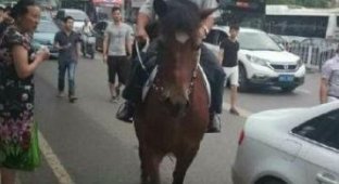 Лошадь - лучший транспорт для забитого пробками города (7 фото)