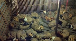 В Индии спасли 36 собак, которых засунули в мешки и хотели увезти в рестораны на мясо (5 фото)