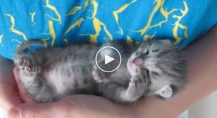 Котенок, которому 3 недели, активно двигается во время сна