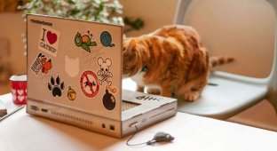 Ноутбук для кота (3 фото)