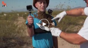 Исследователь дикой природы попытался сделать себе бороду из 3000 пчел