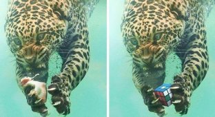 Эмоциональный леопард нырнул под воду за рыбкой, а вынырнул героем захватывающего фотошоп-сражения (15 фото)