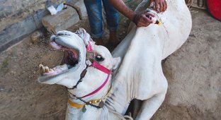 Ужасная судьба верблюдов и лошадей в Египте (17 фото)