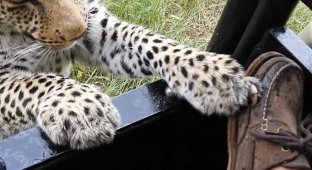 Турист, посетивший заповедник в Ботсване, разрешил леопарду попробовать на зуб свою обувь (3 фото + 1 видео)
