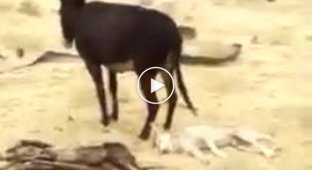 Мать-ослица отомстила убившему ее детеныша волку