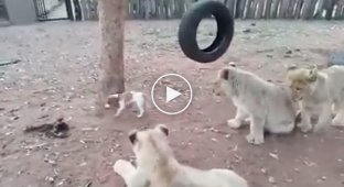 Маленький щенок держит в страхе трех львят 