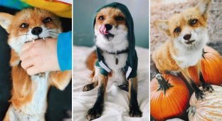 Знакомьтесь! Это самая популярная лиса в Instagram по кличке Джунипер (28 фото)