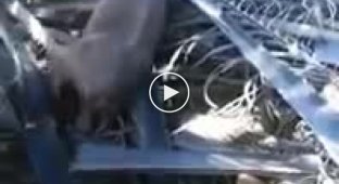 Жуткое существо сняли на видео в Малазии