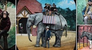 Удивительные цветные фотографии первых животных, содержащихся в лондонском зоопарке (21 фото)