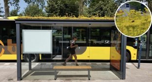 В Нидерландах установили автобусные остановки с растениями на крыше для пчел и шмелей (5 фото)