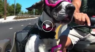 Собаки с удовольствием катаются в коляске мотоцикла