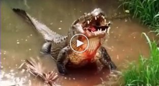 Крокодил съел черепаху