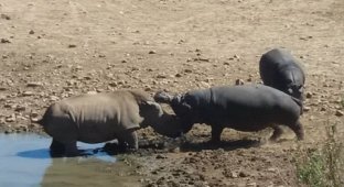 Шок-видео: эпическая битва бегемота с носорогом! (5 фото + 1 видео)
