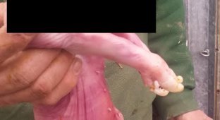 Как выглядит поросенок, родившийся без морды (3 фото) (жесть)