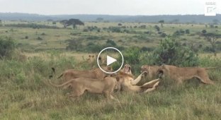 Львицы напали на зашедшего на их территорию льва