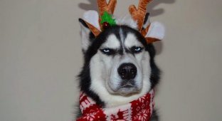 Хозяйка попыталась сделать новогоднюю фотосессию для своего хаски которому не очень понравился костюм