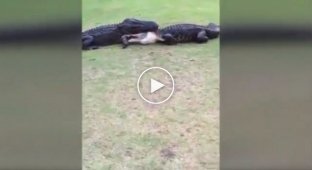 Во Флориде бой двух аллигаторов помешал игре в гольф