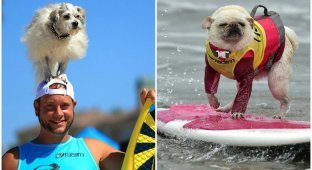 Собаки-серфингисты прокатились по волнам в Калифорнии (19 фото)