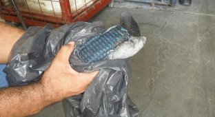 В бразильской тюрьме задержали голубя-контрабандиста (6 фото)