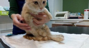 Живодеры расстреляли котенка из пистолета и сломали позвоночник, но врачам удалось его спасти (3 фото)