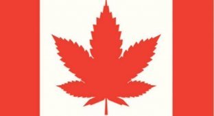 В Канаде легализовано употребление марихуаны       (2 фото)