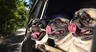 Собаки в машинах (11 фото)