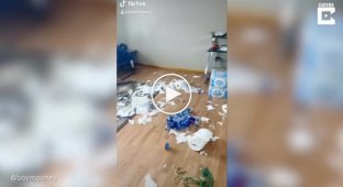 Собака уничтожила весь запас туалетной бумаги
