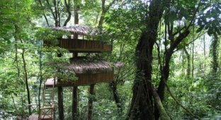 Уютные домики на деревьях в Коста-Рике (18 фото)
