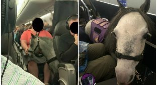 В салоне пассажирского самолета прокатилась лошадь (5 фото)