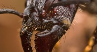 5 наиболее устрашающих насекомых в мире (16 фотографий + маты)