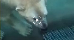 Белый медведь напугал малыша   