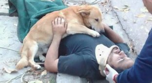 Верный пес не оставил хозяина, получившего травму (7 фото)