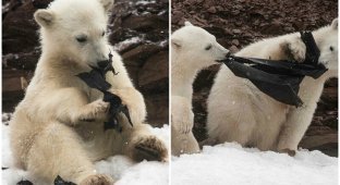 Голодные белые медведи жуют пластик на Шпицбергене (7 фото)