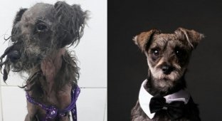 28 фотографий о том, как любовь и забота преображают бездомных собак (29 фото)