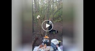 Хозяйка питбуля пригрозила отдыхающим в лесу расправой с помощью пса (маты)