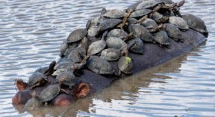 Гиппо-паром: черепахи в Южной Африке застопили гиппопотама (2 фото)