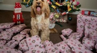 Британская собака получила на Рождество 68 подарков на 1000 фунтов (7 фото)