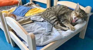 IKEA подарила кошкам из приюта маленькие кроватки (18 фото + 1 видео)