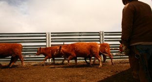 Клеймление скота на ранчо “Bledsoe” (9 фото)