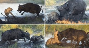 Как буйволы львам наваляли (9 фото)