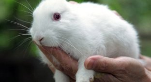 Кролики родившиеся рядом с Фукусимой (6 фото)