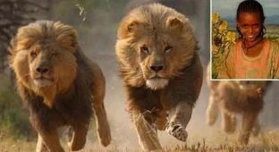 Мужчины похитили и избивали 12-летнюю девочку в Эфиопии, но на ее защиту встали львы (10 фото)
