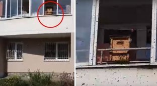"Охренеть, идиоты": на балконе уральской многоэтажки поселили пчел (5 фото)