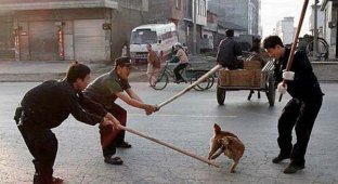 Как борются с бродячими собаками в Китае