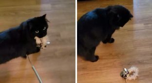 Кот поймал мышь, а потом понял, что это просто игрушка и его всю жизнь обманывали (3 фото + 1 видео)