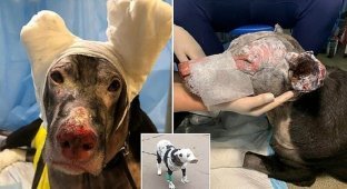 Собака помогла спасти пациентов хосписа, но оказалась не нужна хозяйке (8 фото + 1 видео)